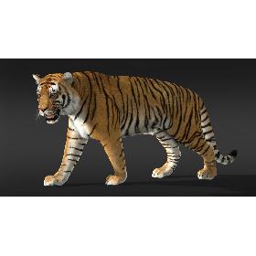 Tiger (3) (Fur)